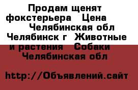 Продам щенятa фокстерьера › Цена ­ 20 000 - Челябинская обл., Челябинск г. Животные и растения » Собаки   . Челябинская обл.